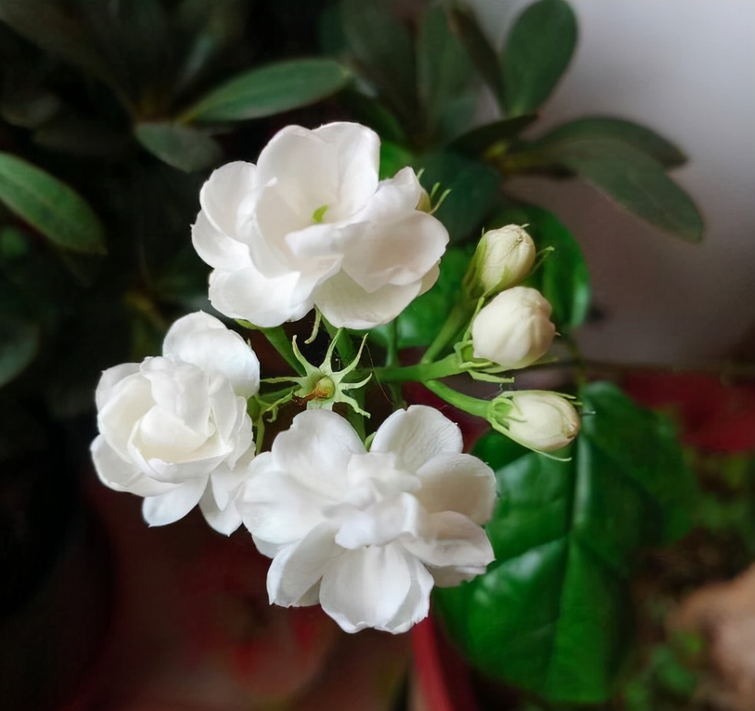 茉莉花简介(现在养茉莉,最怕换盆施肥,不注意养护难开花)