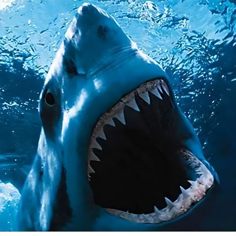 你需要一艘大点的船——《大白鲨》
