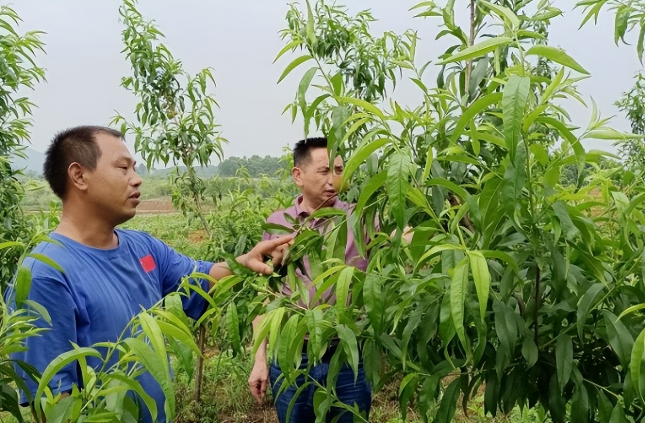 種桃栽李，稻田養(yǎng)鱔 黃石龍口村爭創(chuàng)紅旗型黨支部走好振興大道