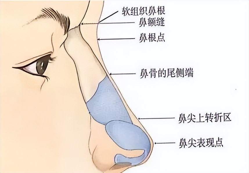 鼻子图片大全图解（鼻子的图解）-第4张图片-科灵网