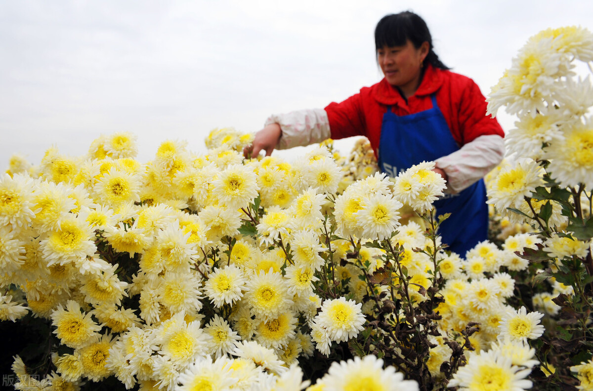 目前种植业种什么能赚钱，目前种植业赚钱的4大项目？