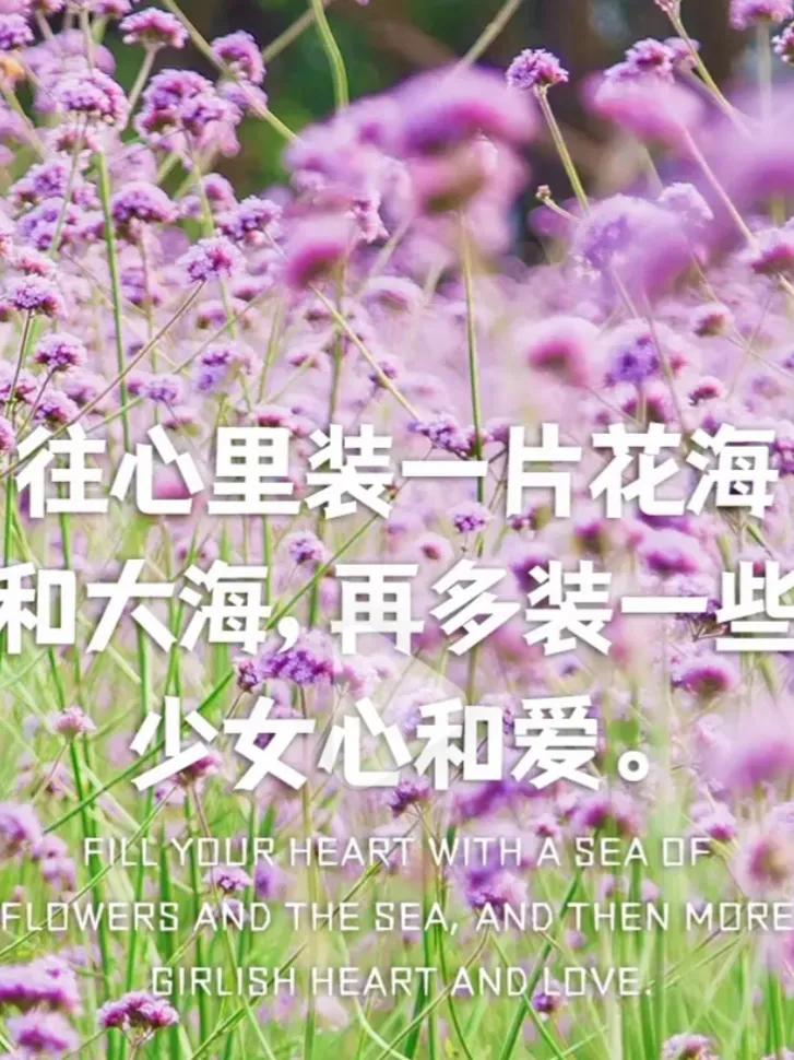 关于花的唯美文案｜你自山河林间来，惊鸿一现百花开