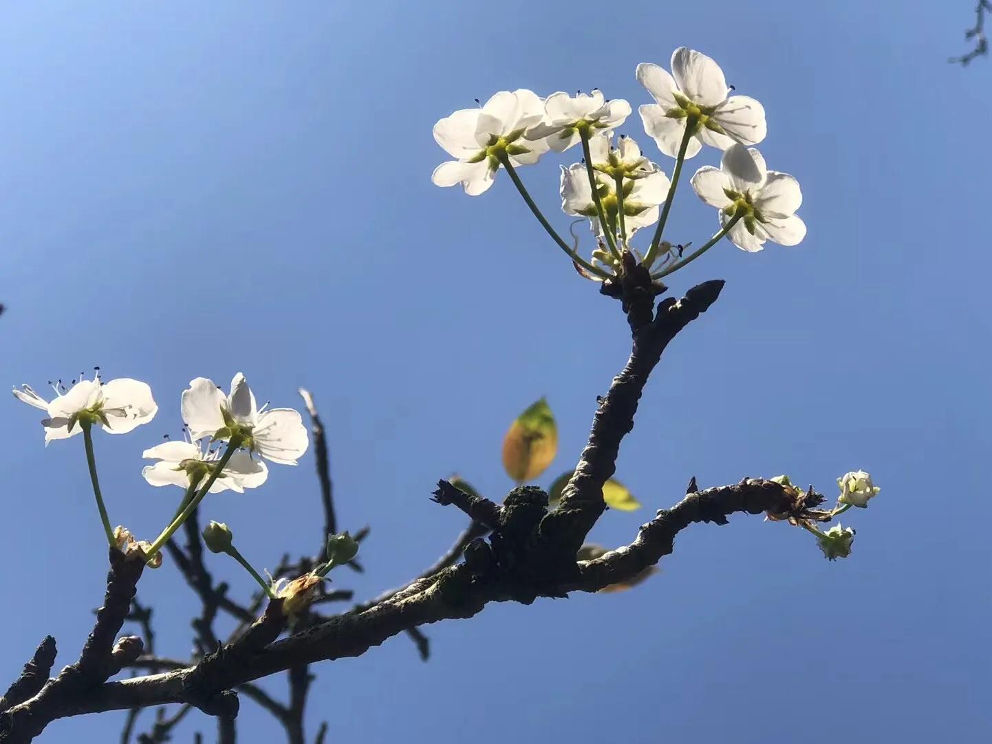(一)迎春花春风化雨入凡家,庭院老树发新芽.