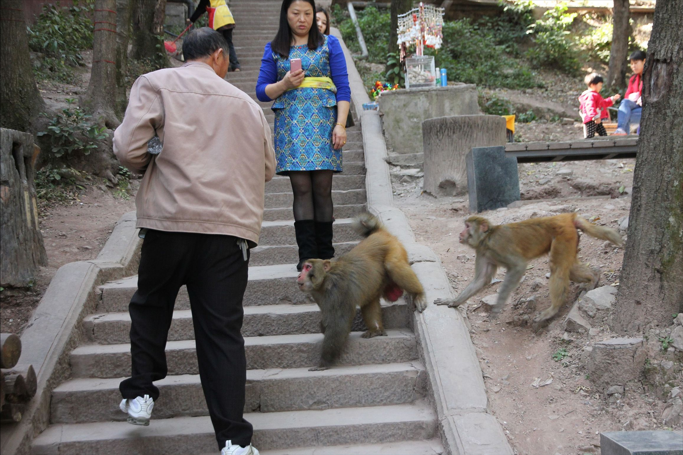 印度一只小猴被狗咬死，猴狗大战爆发250条狗被杀，遭团灭