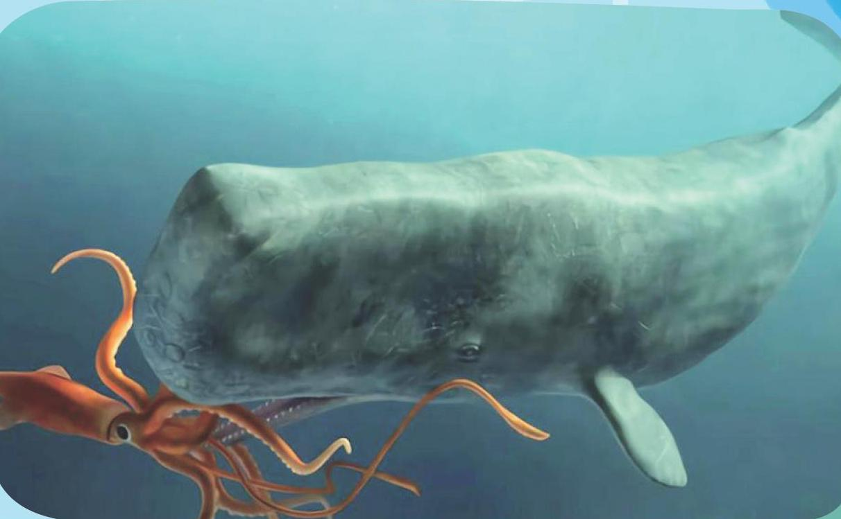 死亡抹香鲸现身宁波,或是此前救助那头,已有臭味