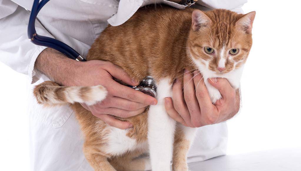 猫咪1岁=人7岁，原来是错的，这么多年都误会了