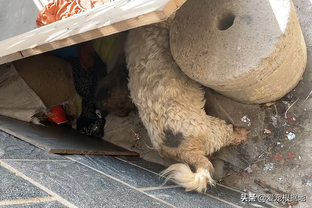 一隻比熊犬多少錢髒兮兮的流浪比熊犬