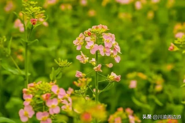 成都免费看花的地方(千亩彩色油菜花海，没有门票免费看花，就在成都)