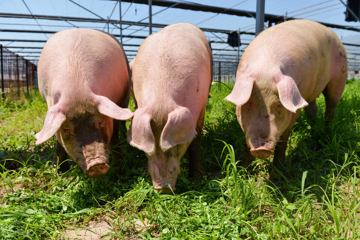 农村今日猪价上涨「今日猪价上涨最新情况」