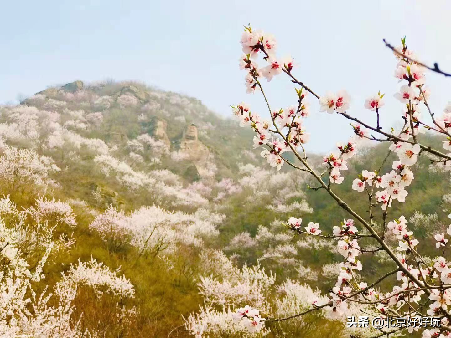北京杏花哪里最多最好看（推荐3个北京杏花最佳观赏地）