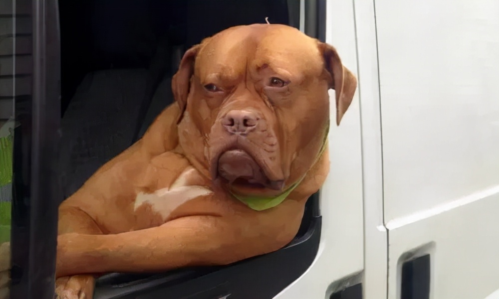 见到一定绕道走！地表战斗力爆表的12种猛犬，一獒战三狼战狮子？