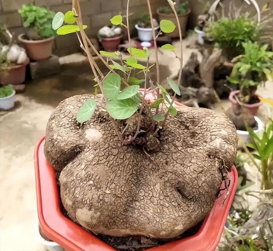 金线吊乌龟("山乌龟"是千金藤吗?它有什么价值?