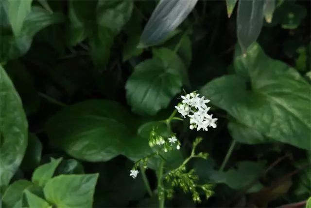 蜘蛛香的功效与作用（蜘蛛香老农眼中的杂草却是珍贵药材）