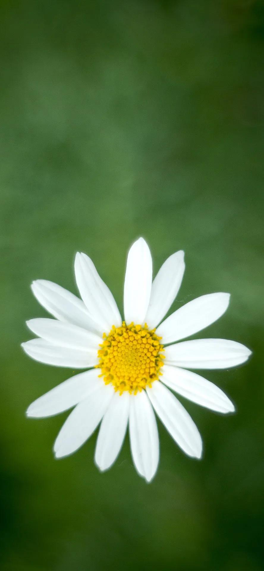 雏菊的花语是纯洁而美好的爱,寓意着永远开心,快乐