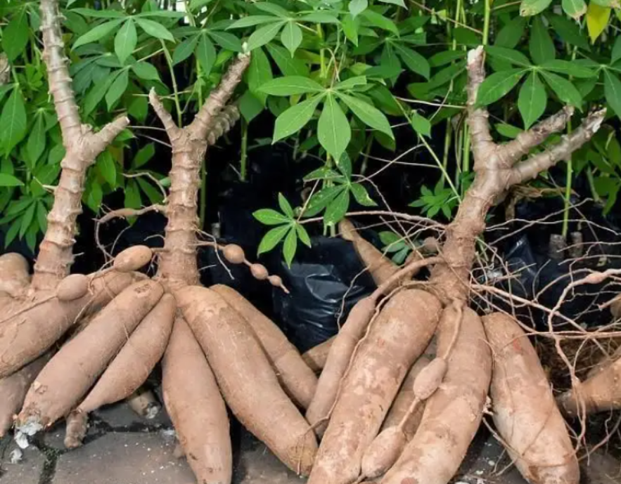 木薯真的有"毒"吗?我国不少地方都有种植,如何避免"中毒"?