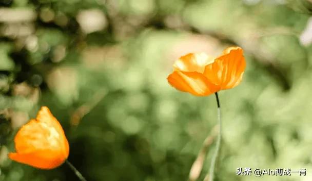 ɫ(de)ΨӼ̣ɫ(de)-ǱϢ