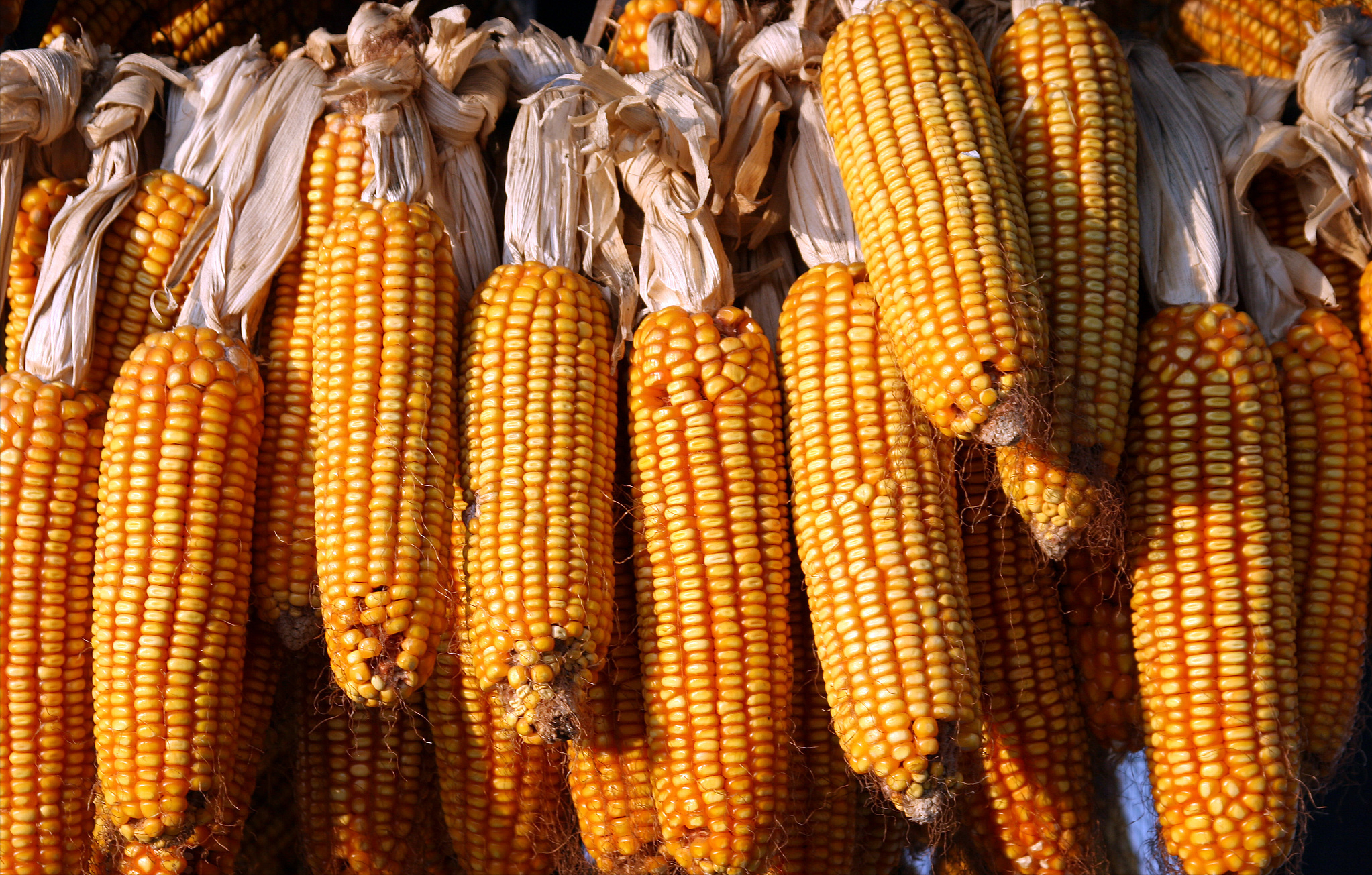 12月26日，需求颓势上量陡增，玉米价格“跌疯了”，发生了啥？