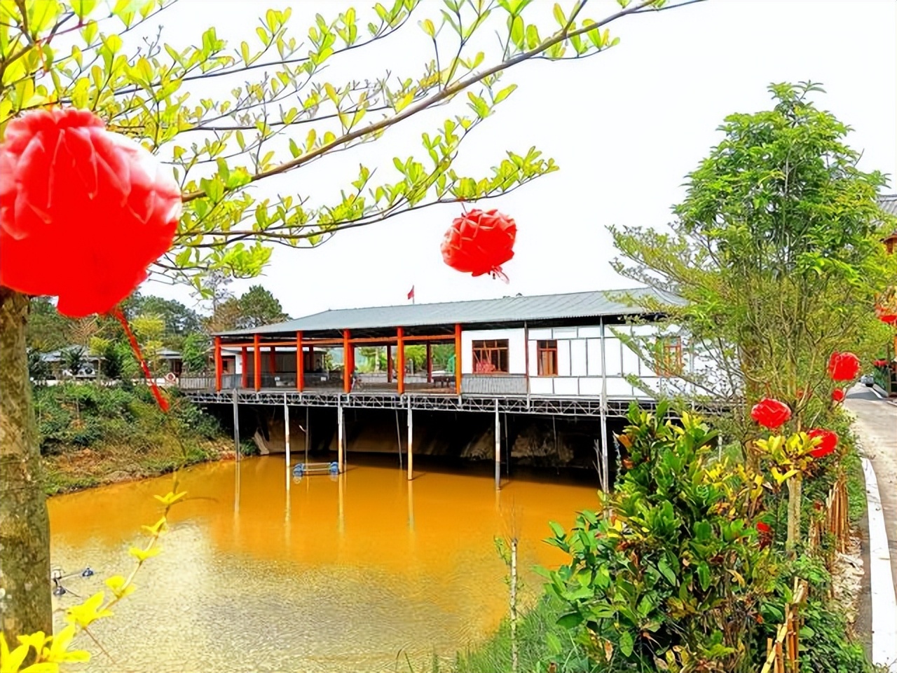 广西玉林市山区里藏着非遗民宿，超百棵黄花风铃，踏青的理想地