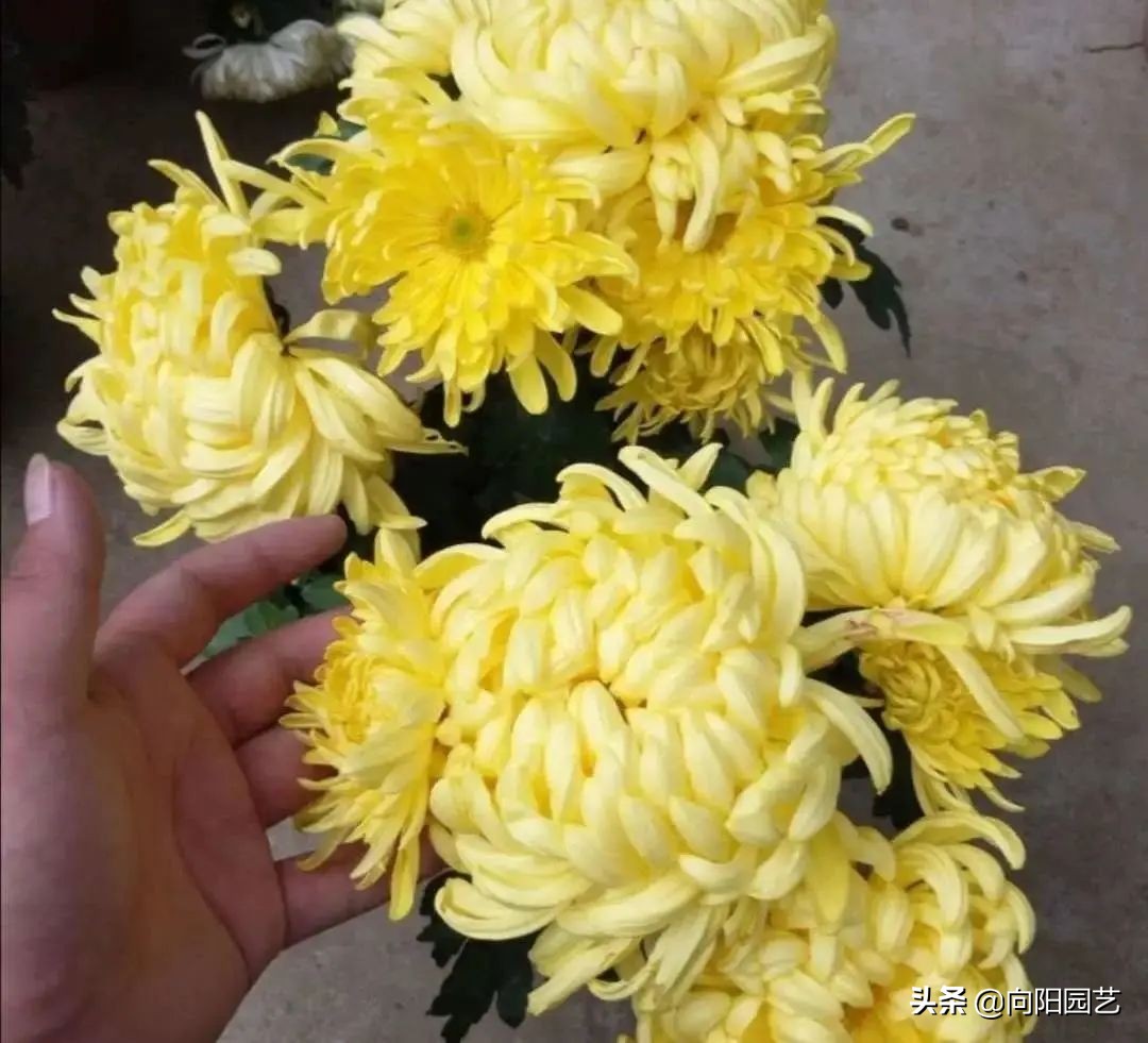 中国十大传统名花：梅花、牡丹、菊花、兰花、月季、杜鹃、荷花、桂花、茶花、水仙