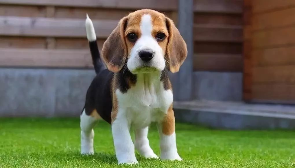 常见的27种狗狗,你认识几种?