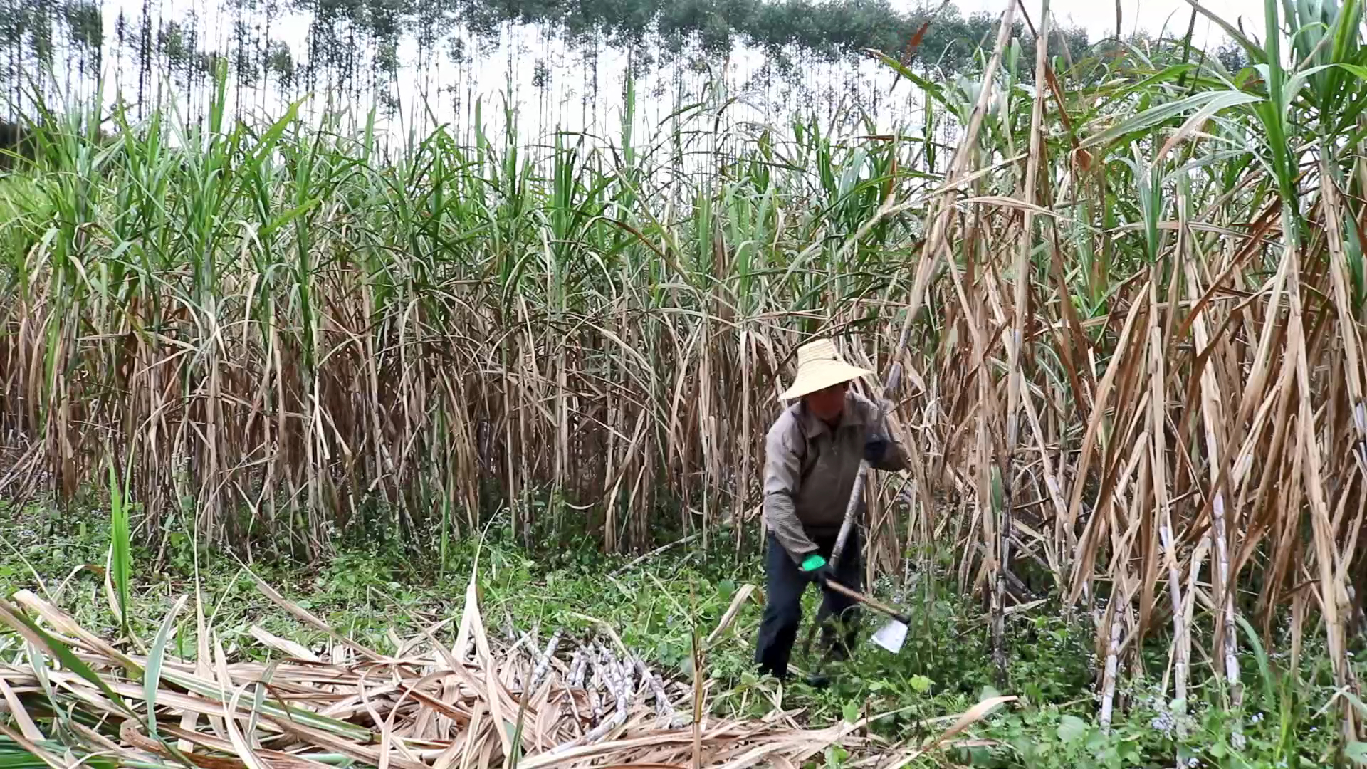 广西来宾砍甘蔗，一毛钱一根日赚300元，赚的都是辛苦钱，太累了