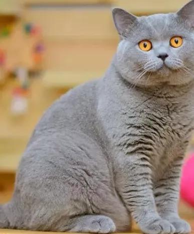 英短性格友好,安静温柔,非常适合当作家庭陪伴猫3.