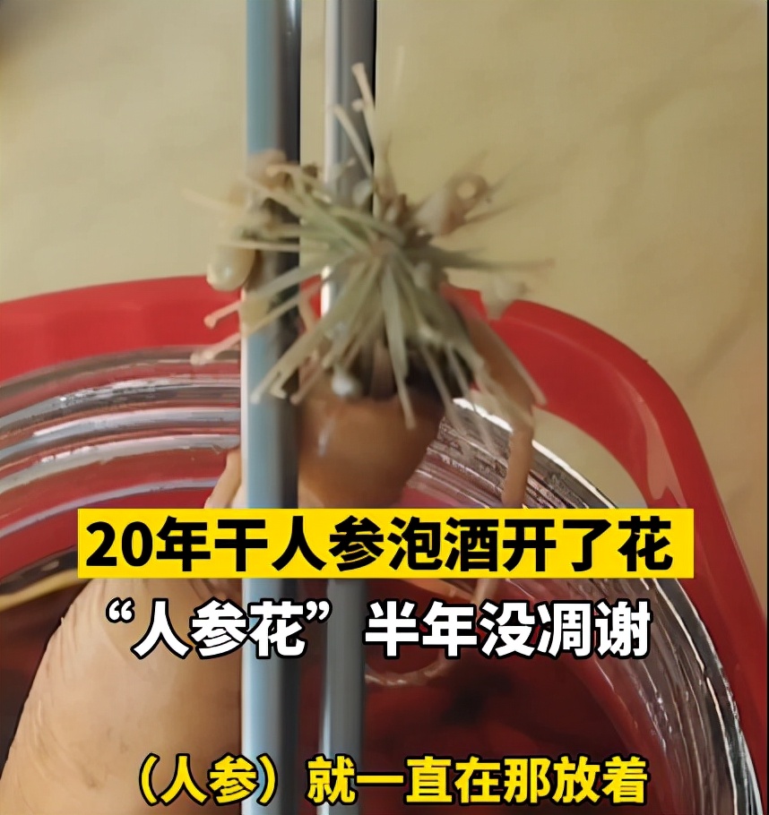 20年干人参泡酒却开了花，半年没凋谢，网友：快喝