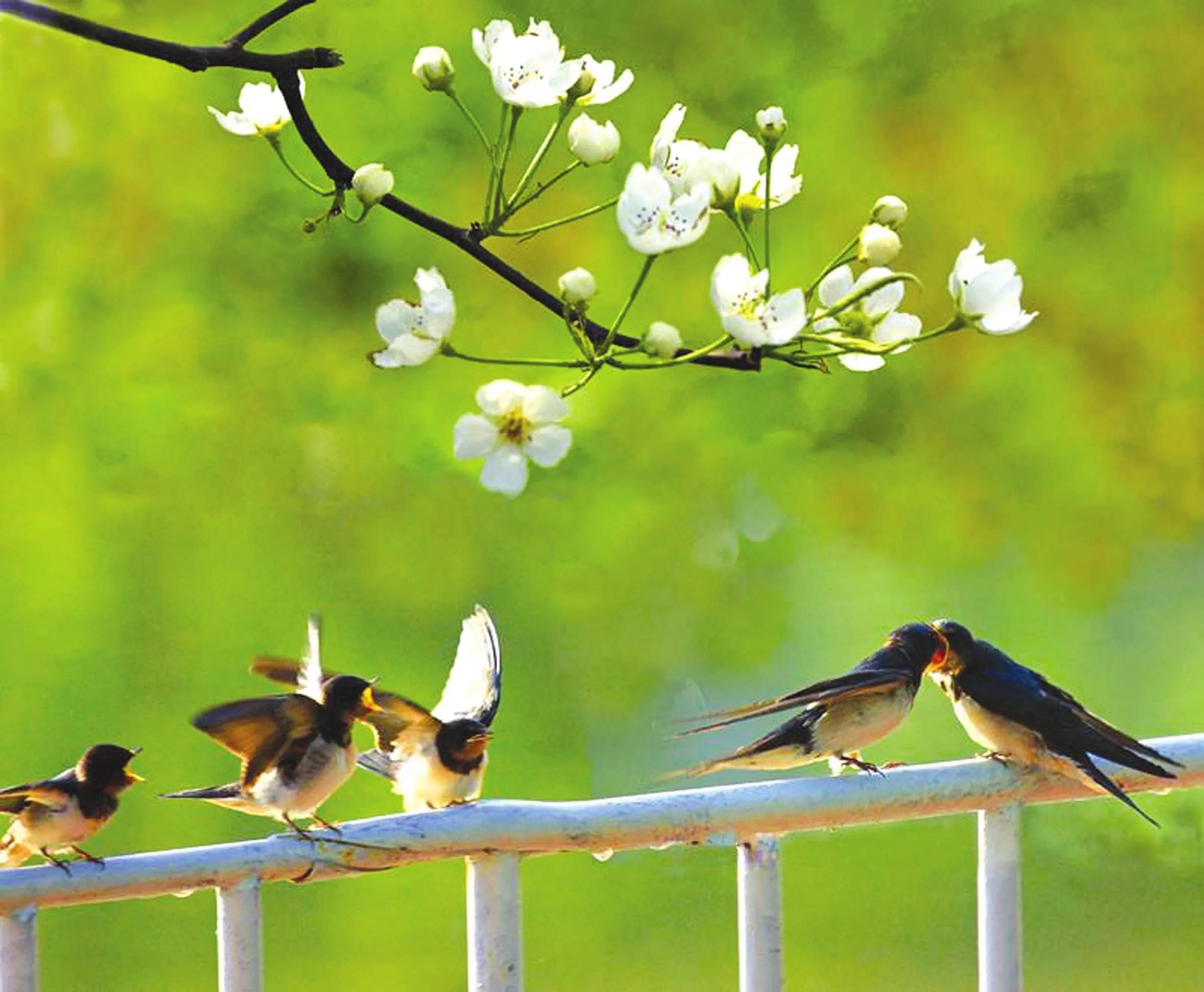 几处早莺争暖树谁家新燕啄春泥赏析