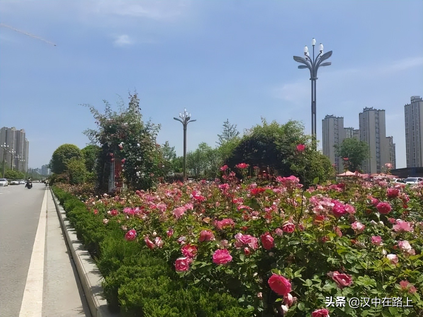 汉中滨江新区金牛路——“月季大道”上线了