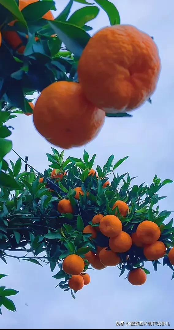 桔子熟了,果实累累挂满了枝头.红宝石一般的红樱桃,颜色鲜艳诱人食欲.