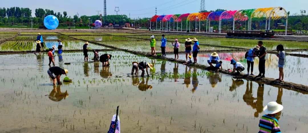 太原市晋源区：稻田公园浓情端午节 别样插秧忙