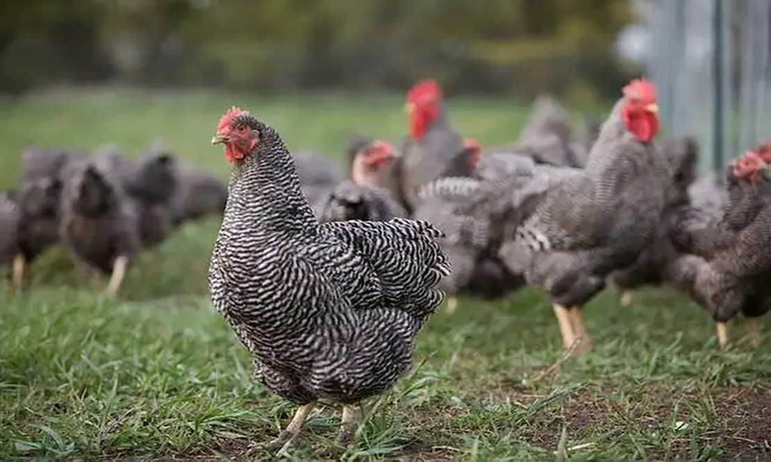鸡品种大全及图片名字(涨知识了) - 赤虎壹号