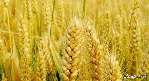 当前小麦价格是多少钱一斤？