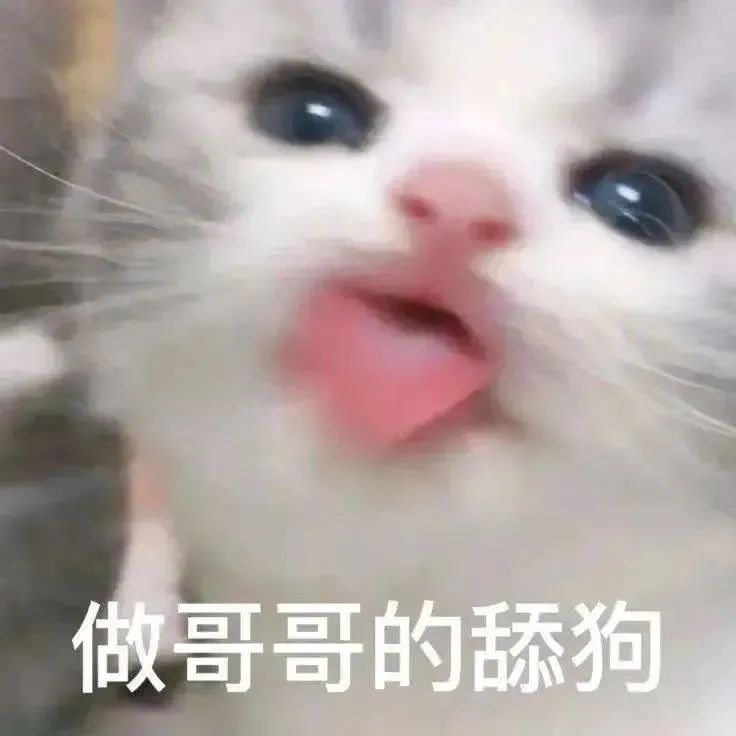 表情包：不可以人家是正经的小猫咪