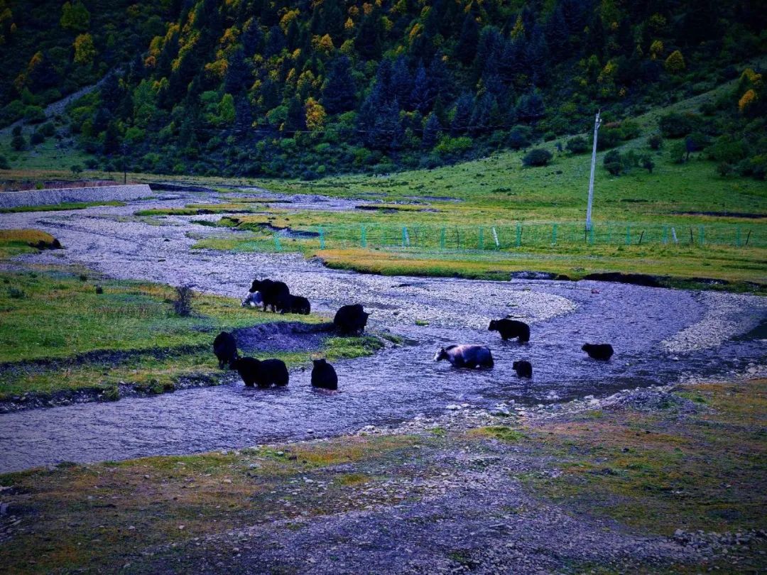 生态筑梦，绿色先行——临潭县开展山水林田湖草沙系统治理和公路沿线环境整治活动