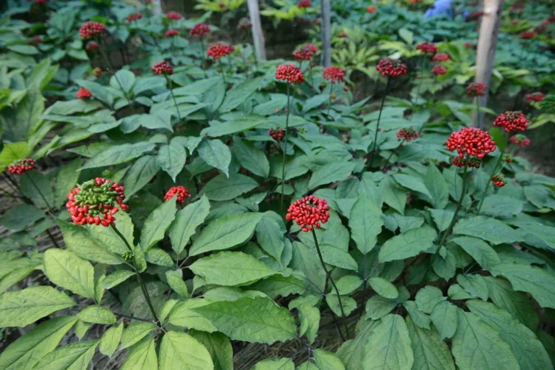 人参的功效与作用吃法 西洋参三种人不能用-百联百科