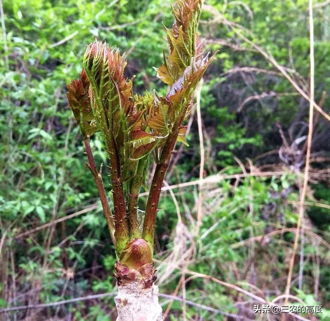 春天发芽的树（这6种树上的嫩芽要吃趁早）