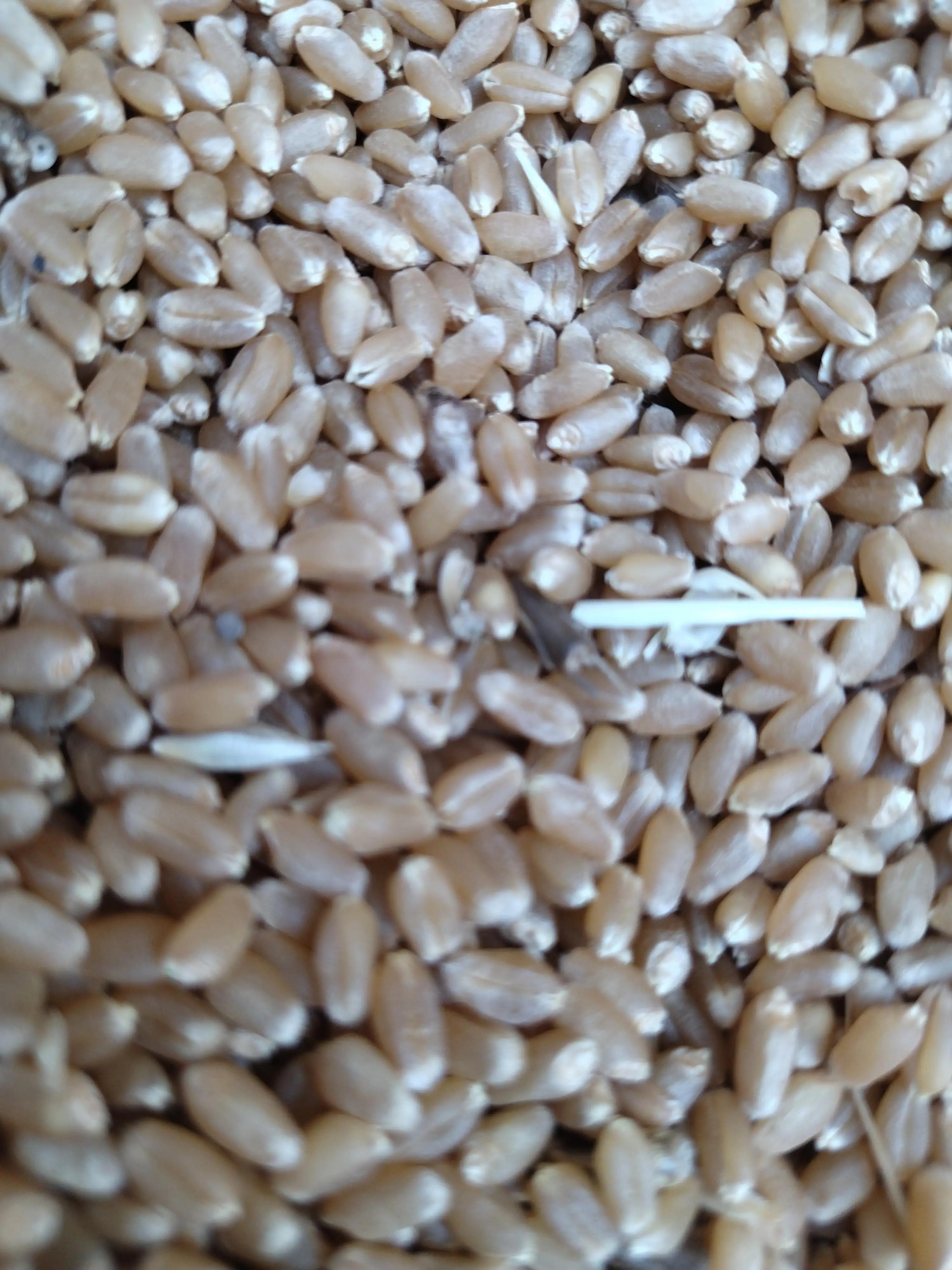 11月15号最新玉米小麦价格
