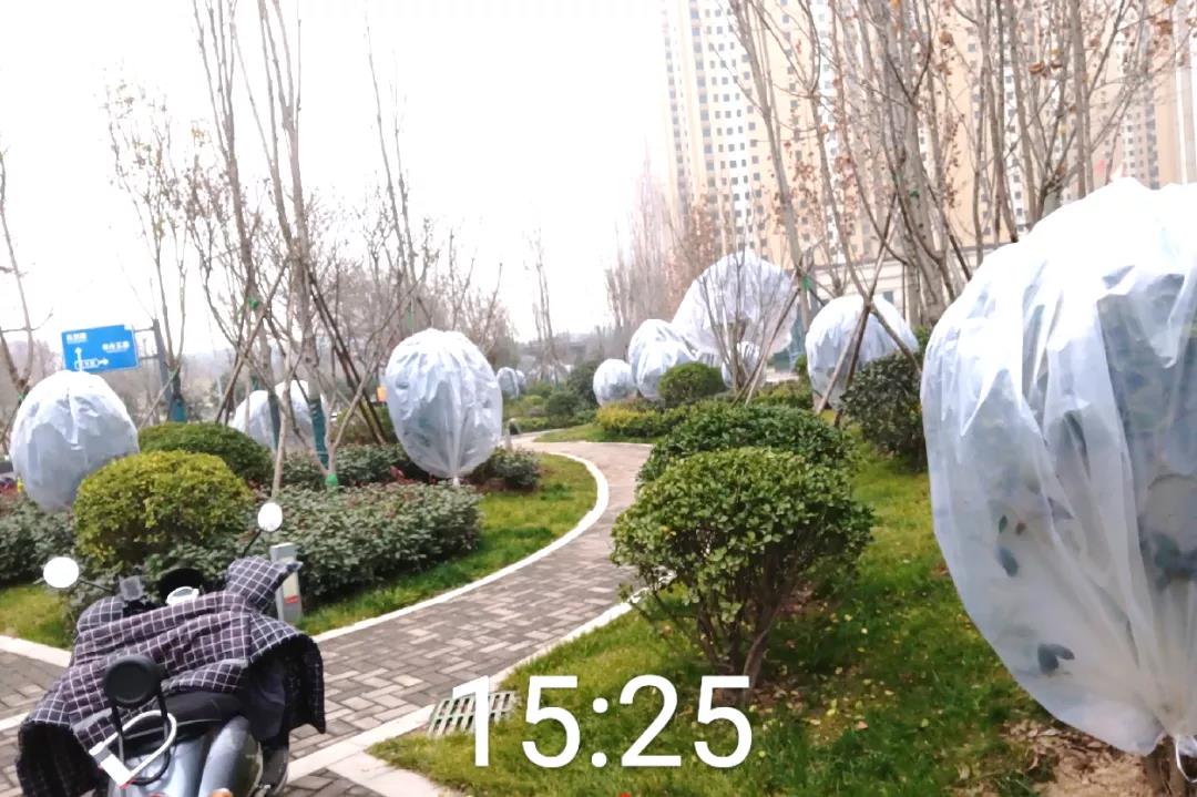 航天城管：为树木穿“冬装”多措并举确保新栽树木安全越冬