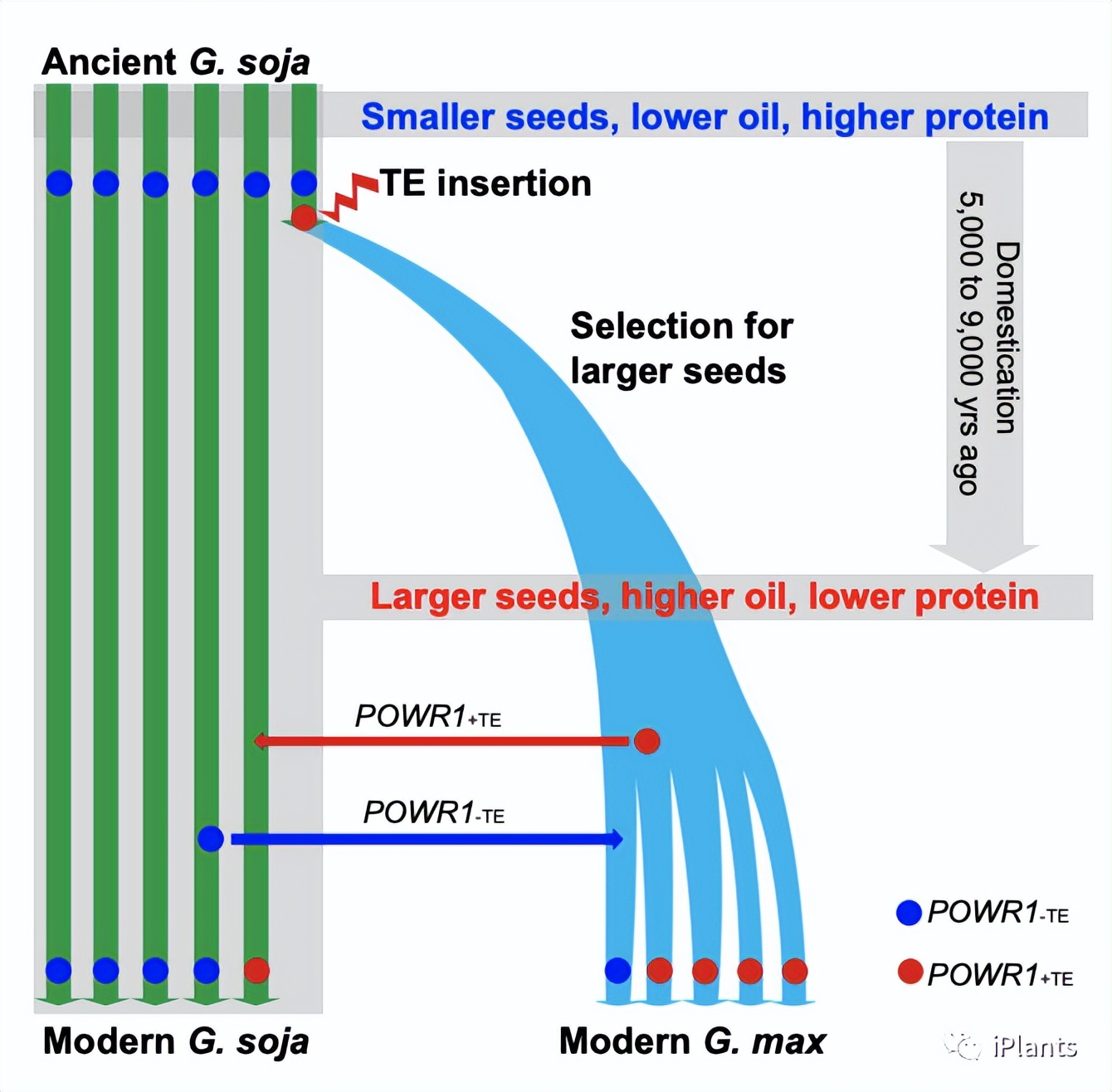 「Nature Com」大豆突变一个基因，含油/产量上升，蛋白质量下降