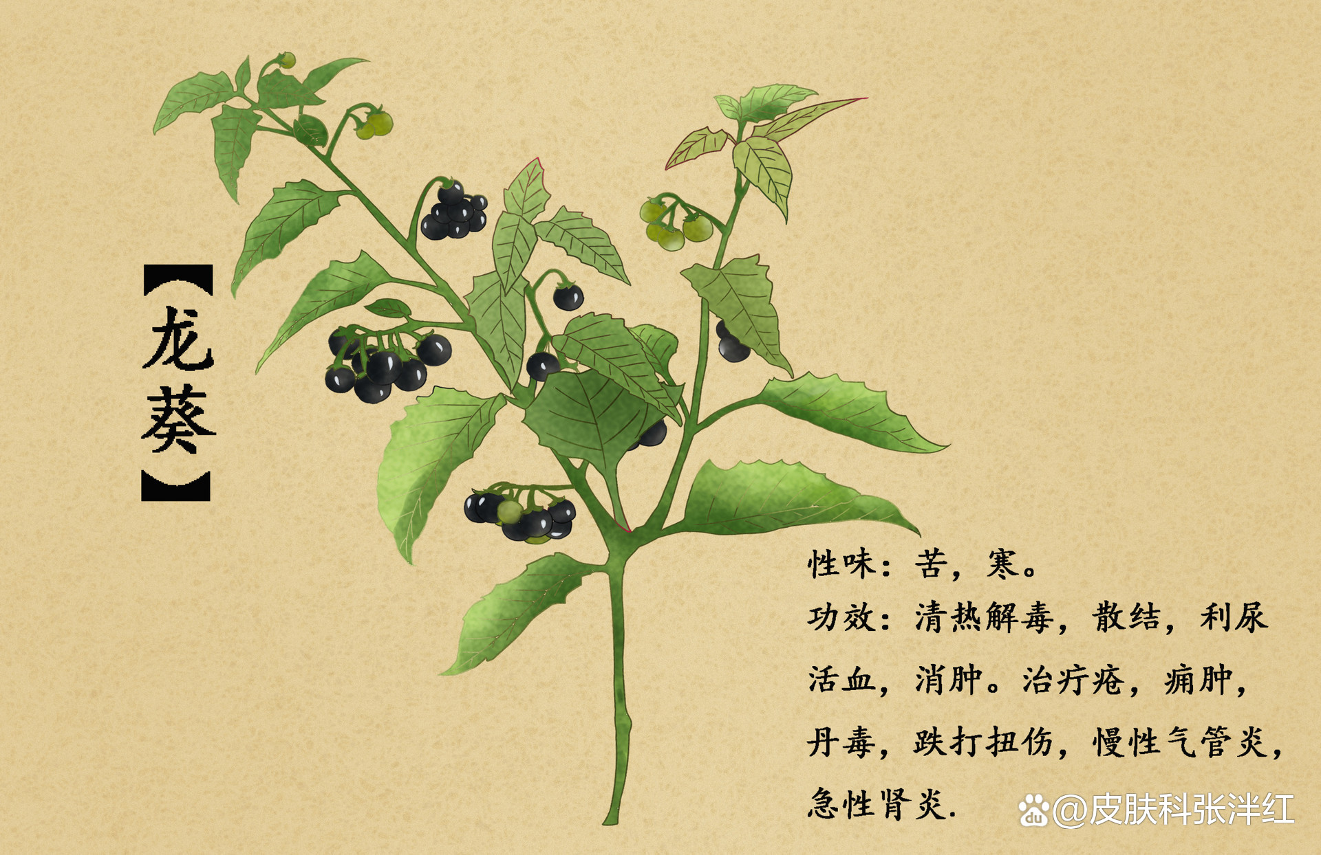 农村里野葡萄的真相,牛皮癣竟然也有用