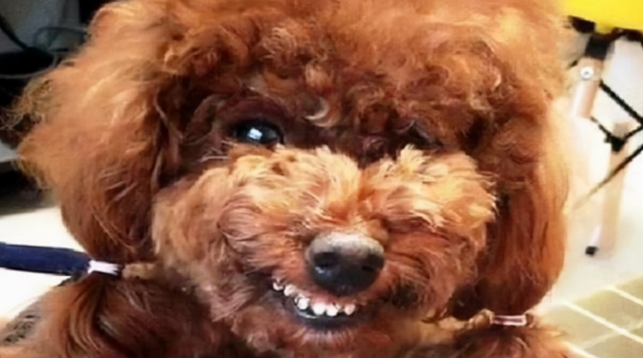 原来"公泰迪"这么可怕,怪不得养过的人,都说不会再养了