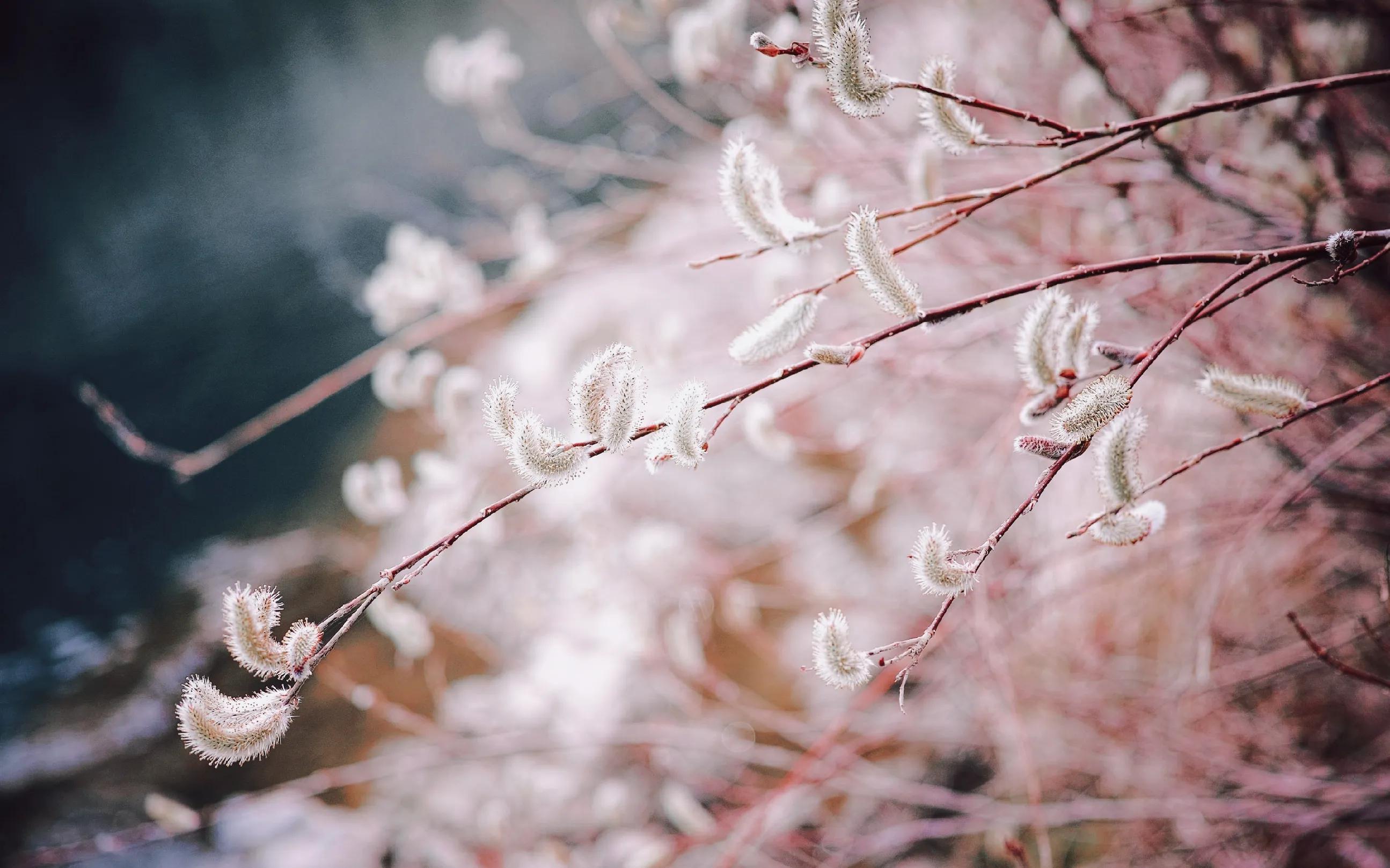 雪白雪白的什么的（雪白雪白的什么的雪花对吗）-第1张图片-昕阳网