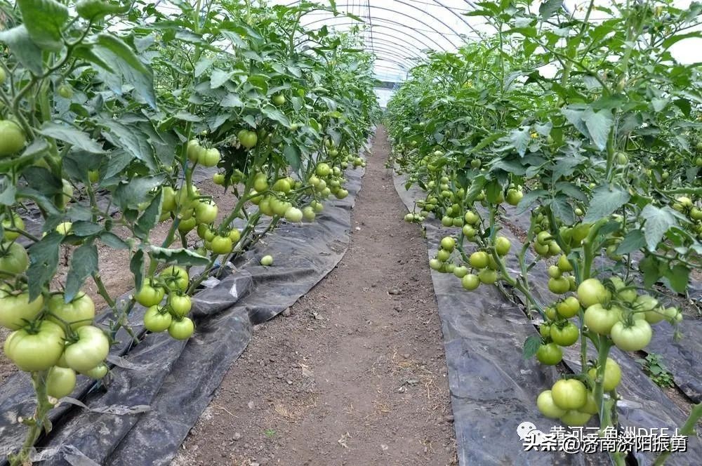 上海青菜种植时间和方法（上海青菜几月份播种最适合）-第1张图片-科灵网