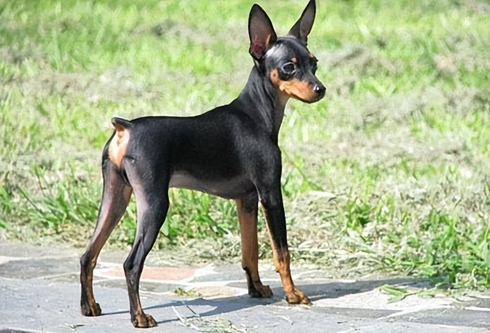 为什么"小鹿犬"越来越火?网友:养过就不想换了