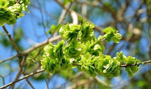 �Ѵ����ڻؼң�������δ����������16ζҰ��ͼ��