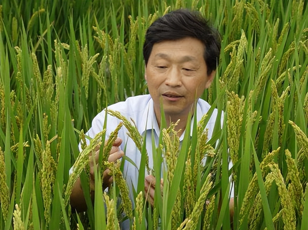 水稻院士除了袁隆平，还有好多