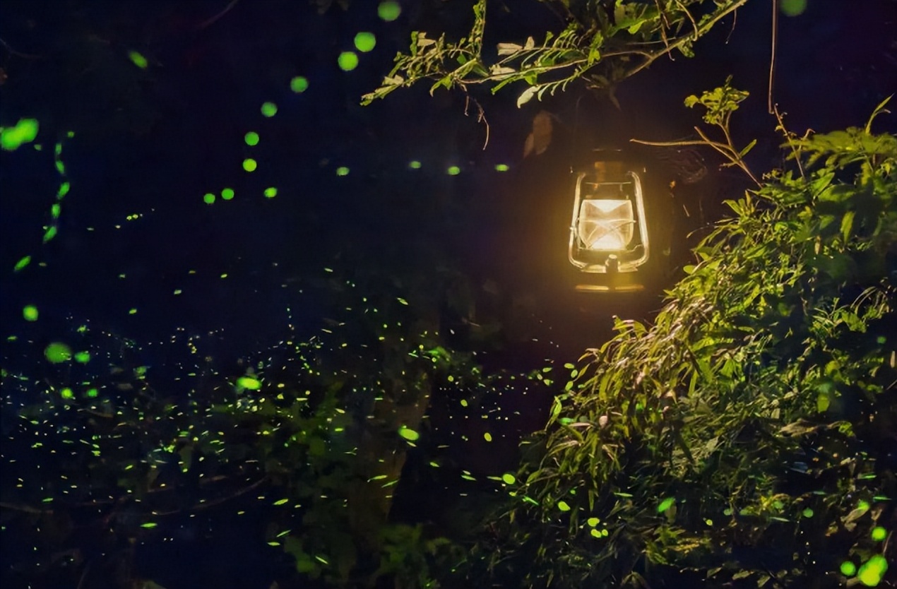 十二首古人描写夏夜的诗词，看古人如何仰望星空，触笔成荫