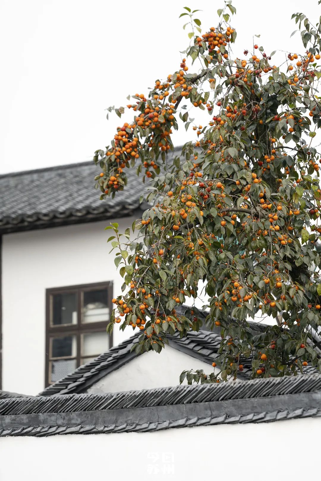 苏州16个绝美赏秋圣地，大部分免费，别错过
