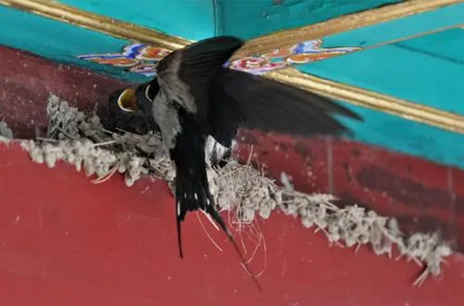 "无脚鸟"雨燕,一生边飞边睡,落地等于死亡,它如何繁衍后代?